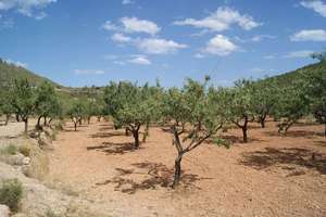 Terres agricoles vendre en Benissa, Alicante. 